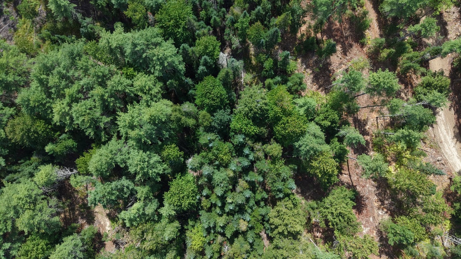 Selected drone photograph — Topsham drone capture · AD-3966DF38